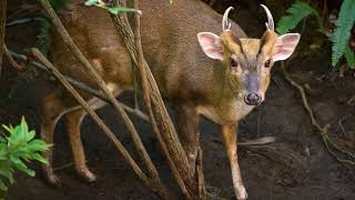 Muntjac What is a muntjac Where do muntjac live Are muntjac deer good pets [upl. by Bernette]