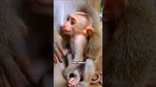 For politeness sit still and drink the milk child Macaca Monkey Macaque Macaco Bandar Kurang [upl. by Eigger]