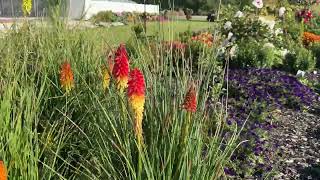 12 Full Sun Deer Resistant Perennials for your Garden [upl. by Schreibman412]