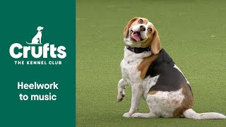 Freestyle International Heelwork to Music Competition  Part 2  Crufts 2022 [upl. by Airbas]