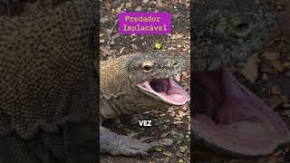 O Veloz E Perigoso  DragãoDeKomodo curiosidadessobreanimais curiosidades [upl. by Mages341]