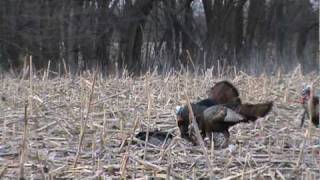 Turkeys Flogging a Downed Tom [upl. by Suhsoj700]