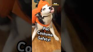 How To Safely Dress Your Pet for Halloween  Pet Pointers [upl. by Kleeman]