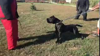 Leonidas Andante 12months old training day mix BandogPresa Canario [upl. by Tor]