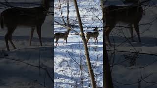 Deer edicate l SASAPGM468  shorts viral trending deer [upl. by Menon]