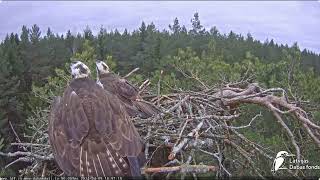 Alarm in the ospreys nest Zivju ērglis Pandion haliaetus Kurzemē  LDF tiešraide [upl. by Yasmine892]