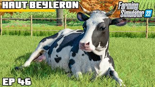 WEVE GOT COWS  Farming Simulator 22  HautBeyleron  Episode 46 [upl. by Sexela]