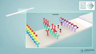 See how a lateral flow immunoassay works [upl. by Eatnoed]