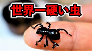 世界一硬い昆虫「クロカタゾウムシ」を食べようとした結果… [upl. by Idnil]