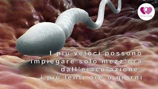 I tempi del concepimento [upl. by Xyno]