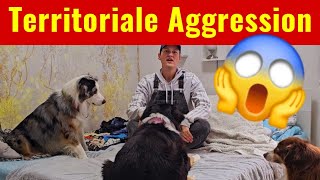 Territoriale Aggression einfach und schnell stoppen❌❌❌Wenn dein Hund Fehlverhalten zeigt 😱❌✅ [upl. by Akfir]