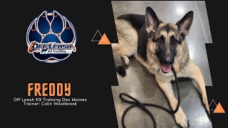 Freddy  5 Year Old  German Shepherd  Learning how to overcome his anxiousness [upl. by Ayerdna]