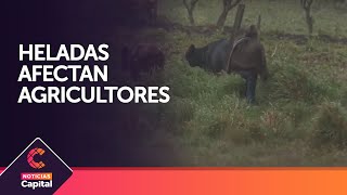 Heladas afectan agricultores en Boyacá Santander y Cundinamarca [upl. by Uamak]