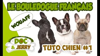 Le Bouledogue Français  The French Bulldog  Présentation conseils et astuces [upl. by Guillemette]