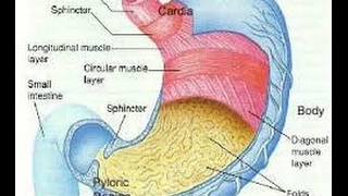 Monogastric Digestive System [upl. by Jennilee656]