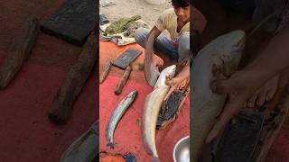 Amazing Wallago Attu Fish Cutting Skills fishcuting shorts [upl. by Zorina]