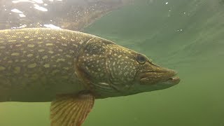 How to catch big pike and perch with Matt Hayes [upl. by Tanhya976]