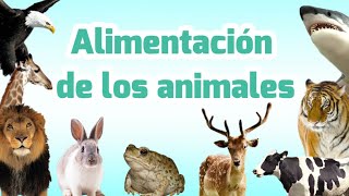 Clasificación de los animales por su alimentación  Carnívoros herbívoros omnívoros insectívoros [upl. by Franckot]