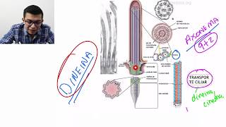 Histología  Epitelios  Especializaciones del dominio apical [upl. by Duky]