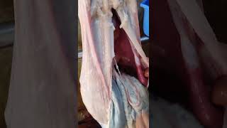 Pakostalie Remove By Expart Butcher in Bangladesh trending shorts [upl. by Hay731]