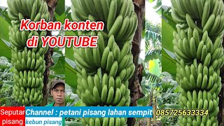 Kebun pisang Kelebihan budidaya pisang tanam satu kali panen ber kali  kali banana kebunpisang [upl. by Burd]