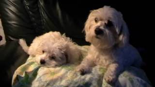 Bichon Maltais  Mes Adorables Petits Bichons [upl. by Ralyks]