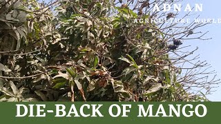 Dieback Of Mango Disease  AGRICULTURE WORLD [upl. by Areikahs729]