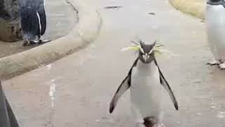 Be as happy as this penguin in 2018 courtesy of Edinburgh Zoo [upl. by Rhpotsirhc]