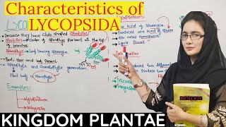 Lycopsida class 11 Seedless vascular plantscharacteristics of Lycopsida UrduHindi [upl. by Annayr]