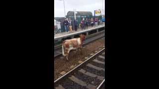 Bizarre video of cow on rail track stopping a train [upl. by Nirok586]