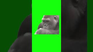 Gorilla Drinking a Beer  Green Screen [upl. by Longerich313]