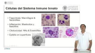 Componentes del Sistema Inmunológico Innato   UPV [upl. by Atsiuqal481]