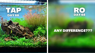 IS RO BETTER THAN TAP IN A PLANTED TANK MY EXPERIENCE AFTER 10 WEEKS [upl. by Braynard574]