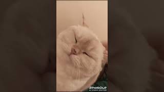 bored cat asmr 2 [upl. by Zuzana]