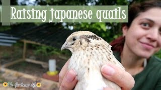 How to care for japanese quails Coturnix japonica the basics REUPLOAD [upl. by Aneema]