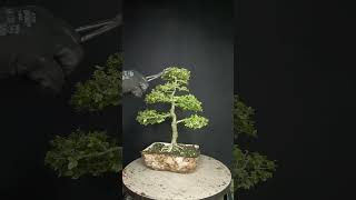 P2How to Prune your Bonsai tree Easy Premna microphyllashortsfeedshortsshorts video [upl. by Phedra]