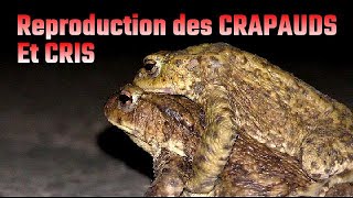 CRAPAUD Cri et reproduction [upl. by Ihcehcu]