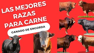 LAS MEJORES RAZAS DE GANADO PARA LA ENGORDA  GANADO PARA PRODUCIR CARNE [upl. by Nivets564]