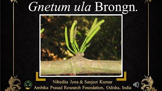 Gnetum ula a threatened plant of Odisha India medicinalplant odisha conservation threatened [upl. by Noemys]