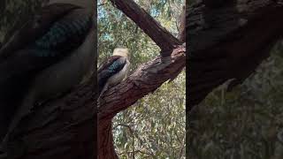 Kookaburra Waverton [upl. by Brod]