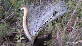 The calls and dance of the Superb Lyrebird [upl. by Colvert]