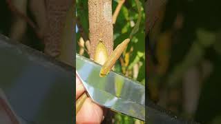 Longan grafting longan grafting satisfying okulasi shortfeed youtubeshorts fypシ゚viral [upl. by Groves48]