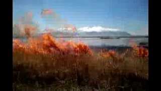 Burning Phragmites [upl. by Noiek]