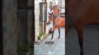 Genius Horse O incrível viralvideo facts [upl. by Eckhardt]