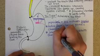 Stomach functions part 1 [upl. by Ashbey]