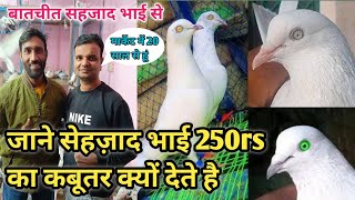 shazadpethouse6119 इतने सस्ते कबूतर क्यों देते हैं जाने वीडियो में 2024 [upl. by Xonk]