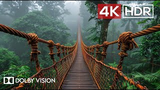 Green AMBIENCE DOLBY VISION 4K HDR  So Real Youll Forget Youre Inside 60 FPS [upl. by Niuqaoj132]