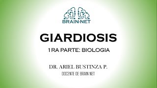 GIARDIASIS I  GIARDIA lamblia ciclo de biológico biología  PARASITOLOGÍA [upl. by Lairbag]