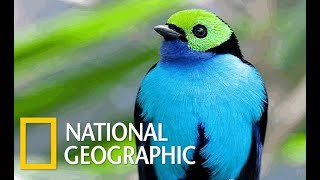 Wildlife Birds  Amazing Tropical Birds Nat Geo [upl. by Ynnij]