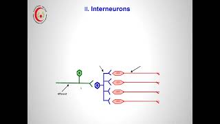 Neurophysiological principles of synaptic transmission and reflex action [upl. by Nysilla849]